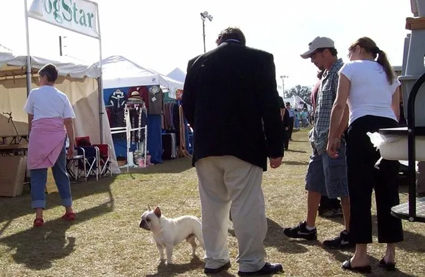 Gizmo the French Bulldog at his first show event with his professional handler