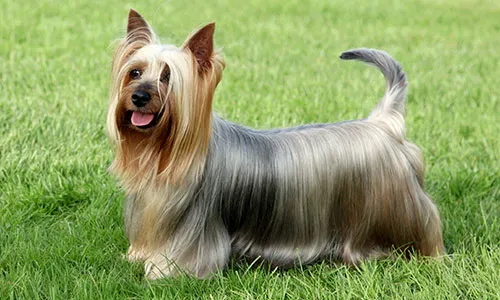Glossy-coated Australian Silky Terrier