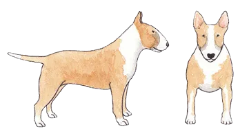 Golden brindle Bull Terrier