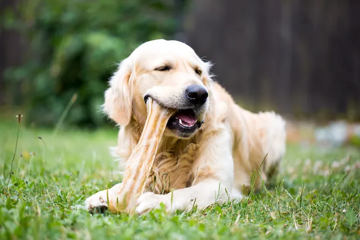 Golden Retriever chewing on a treat, looking relaxed in the yard