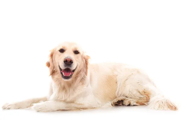 Golden Retriever dog resting indoors, a top choice among family dog breeds in India