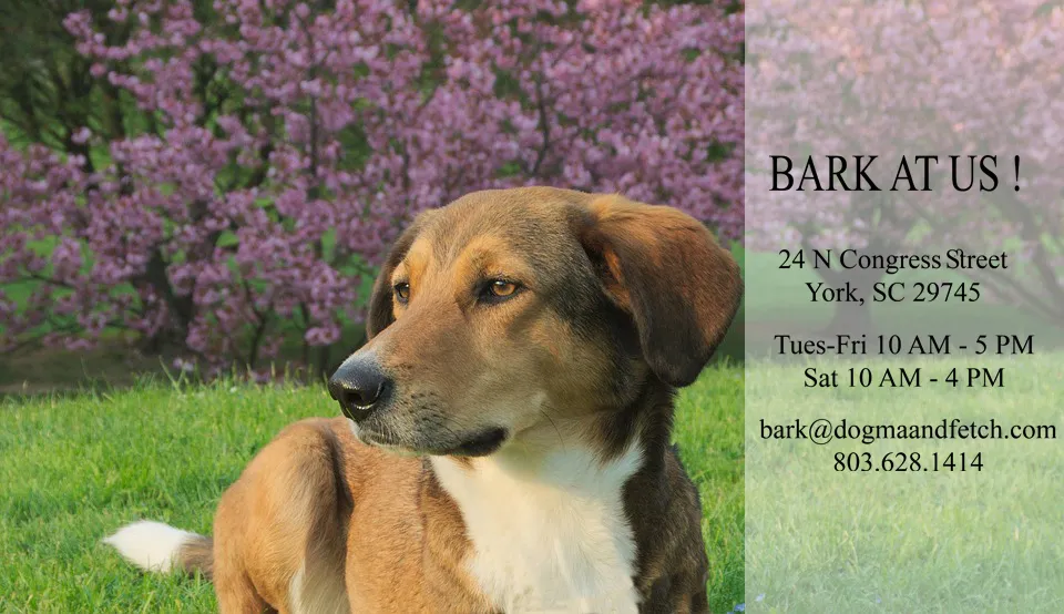 Golden Retriever getting a bath
