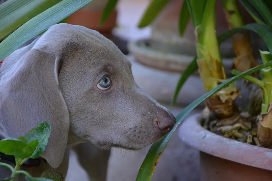 golden retriever looking guilty near a potted plant