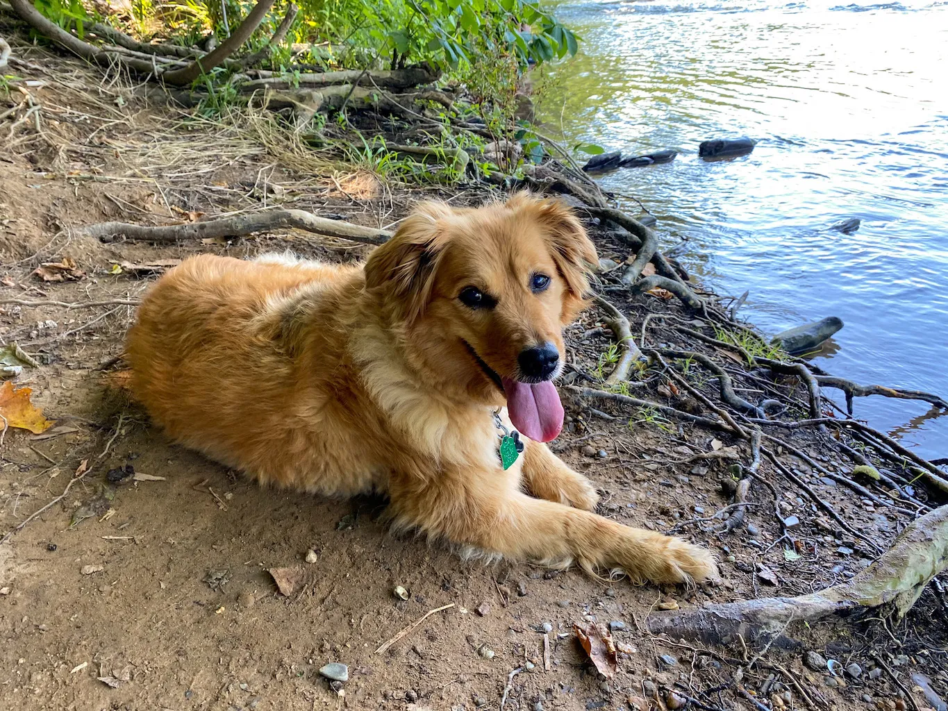 Golden Retriever mix dog, Kiska, smiling for the camera