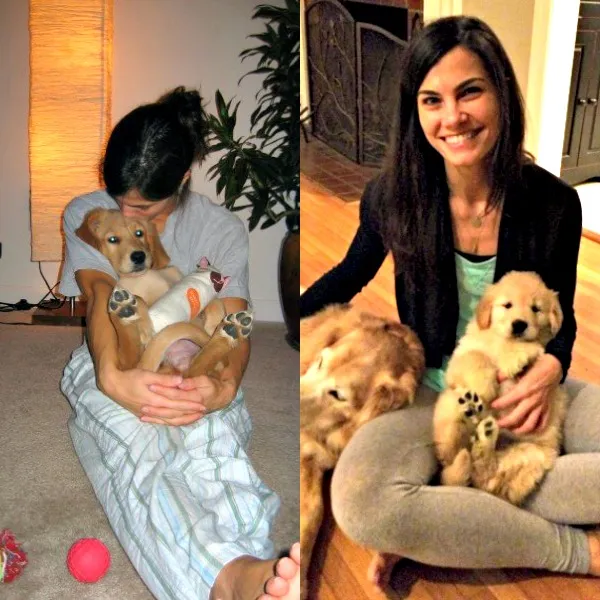 Golden Retriever puppy cuddling