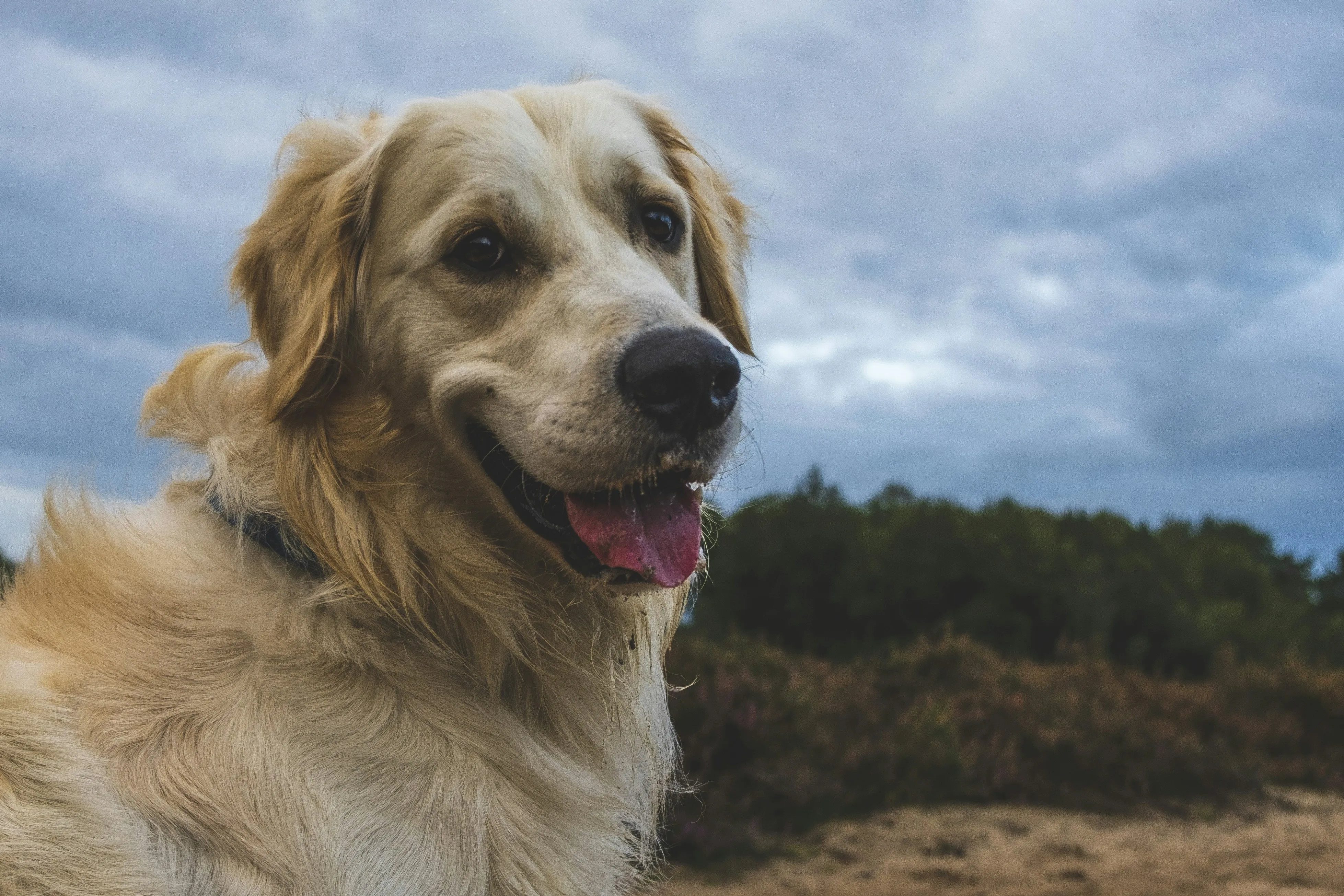 Golden Retriever puppy in a field
