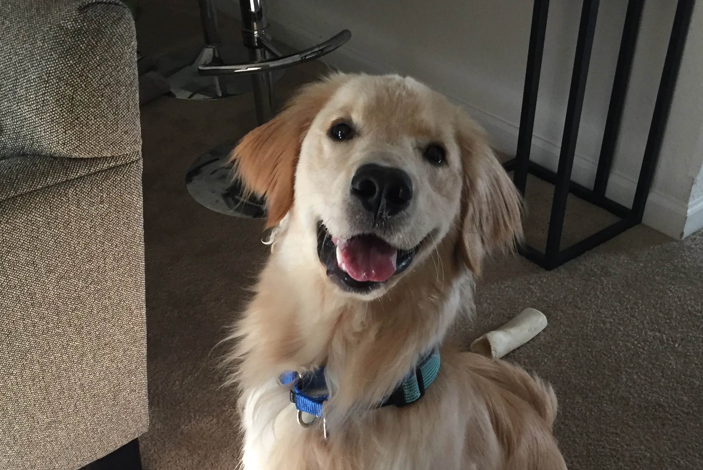 Golden Retriever puppy looking over a gate, showing excited behavior