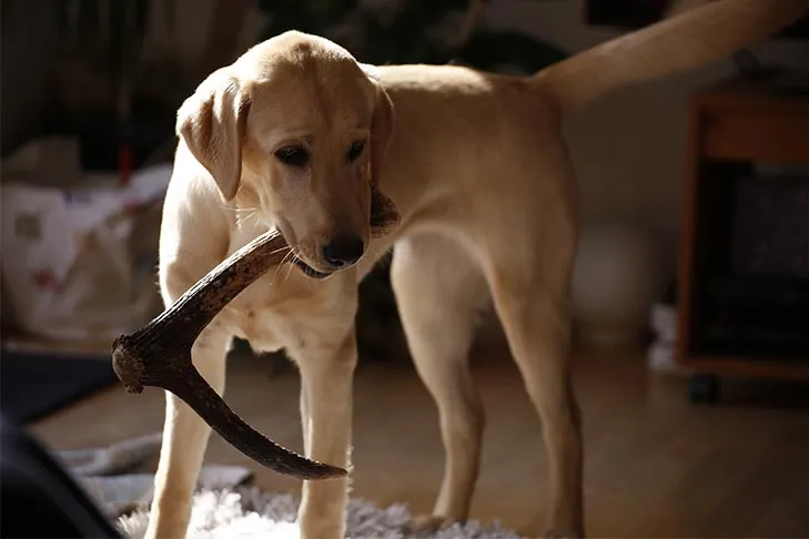 Golden Retriever puppy standing with a large antler in its mouth.