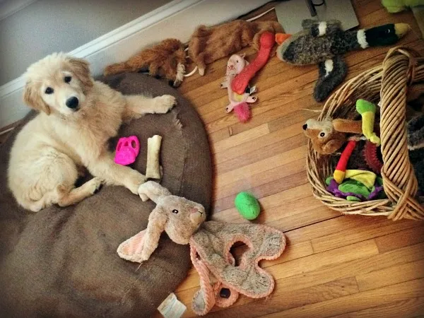 Golden Retriever puppy with chew toys