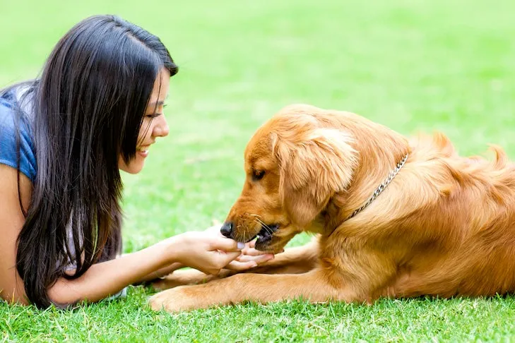 Golden Retriever receiving a treat from a woman while lying in green grass outdoors.