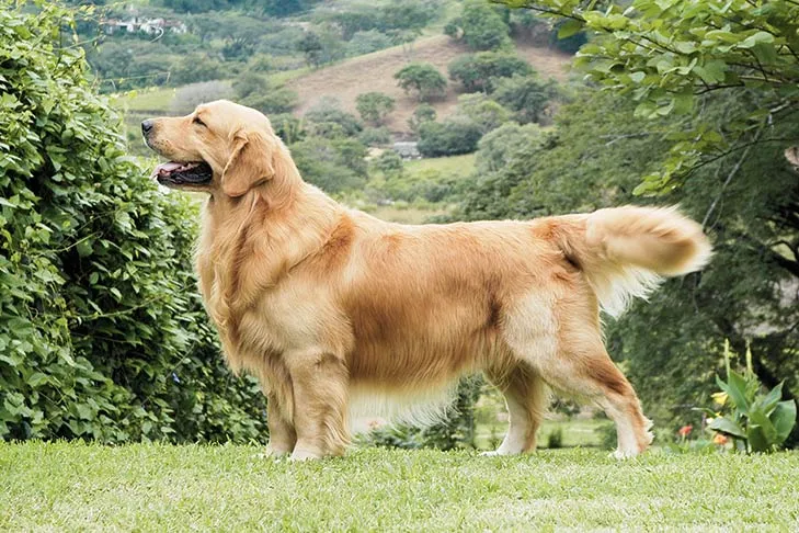 Golden Retriever sitting patiently outdoors