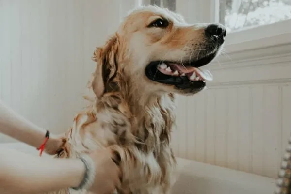 Golden Retriever taking a bath as an example of how bathing your dog can help reduce allergens in dog fur