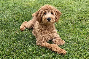 Goldendoodle laying in grass