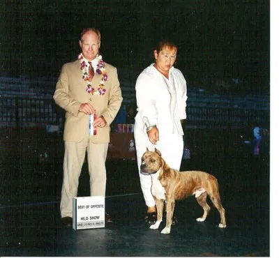 Goldrush The Conqueror, &quot;Maverick,&quot; an American Staffordshire Terrier puppy, presenting a confident show pose.