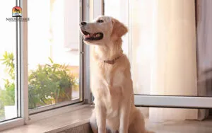 Good ventilation ensures fresh air for dogs, preventing kennel cough