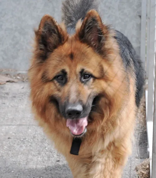 Gorgeous large long-coated German Shepherd Willow