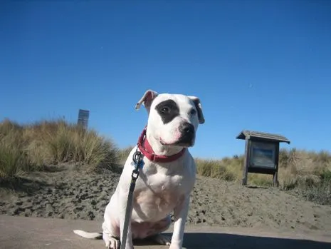 Grace, another pit bull from the Bad Newz Kennels, playing fetch in a field, illustrating the incredible recovery journey highlighted in The Lost Dogs book.
