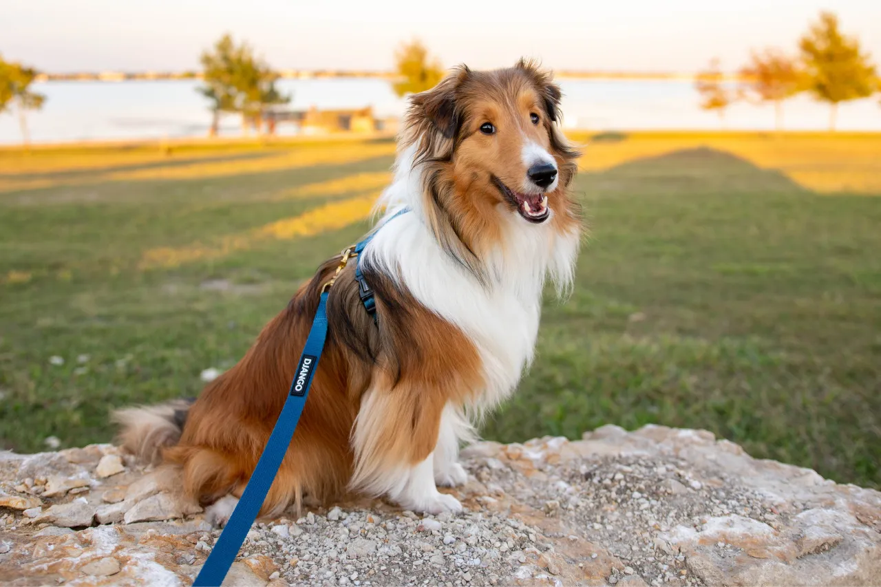 Graceful Shetland Sheepdog running, an intelligent and energetic medium dog breed for active families