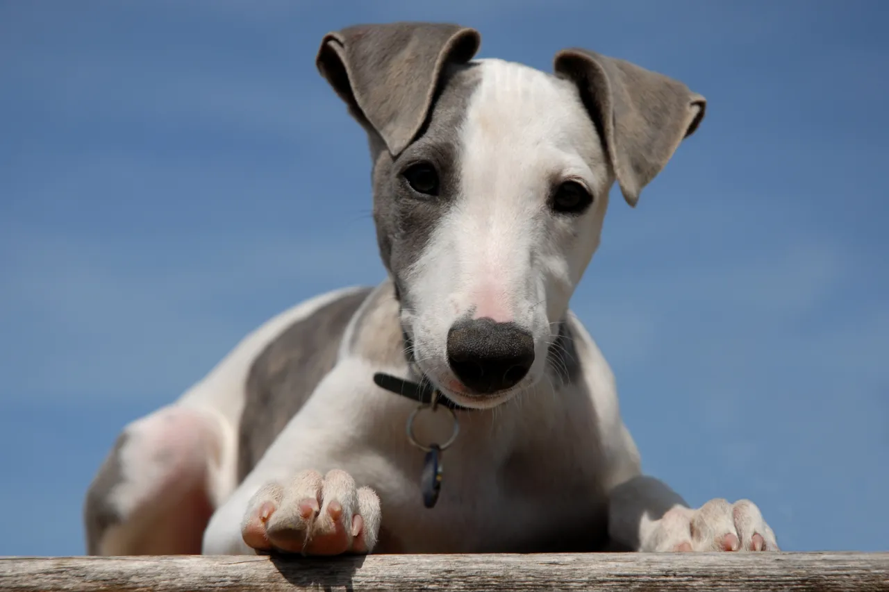Graceful Whippet enjoying the outdoors, an affectionate and gentle medium-sized dog perfect for families