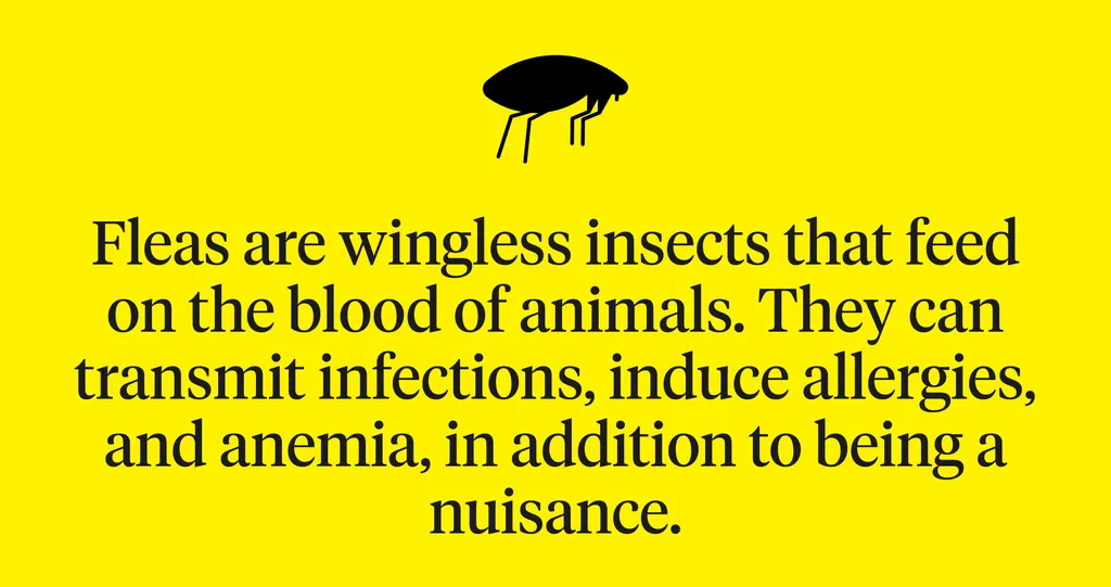 Graphic defining fleas