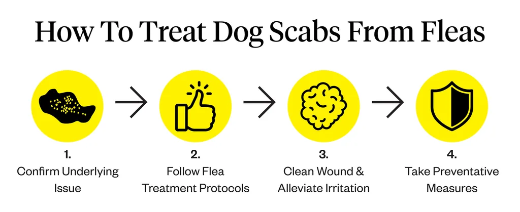 Graphic showing 4 steps to treat dog scabs from fleas