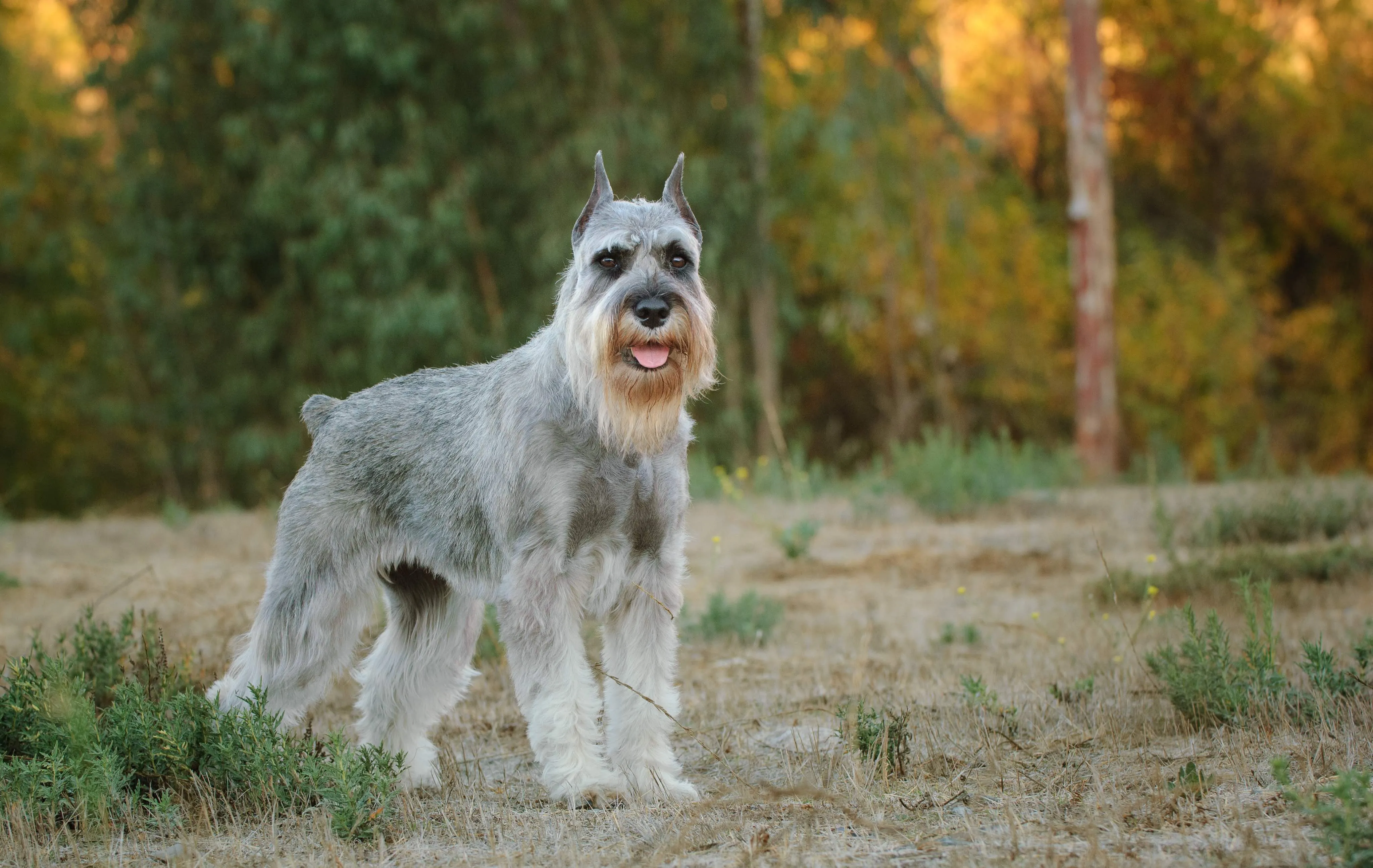 Gray Standard Schnauzer standing in a field, a medium-sized, low-shedding companion.