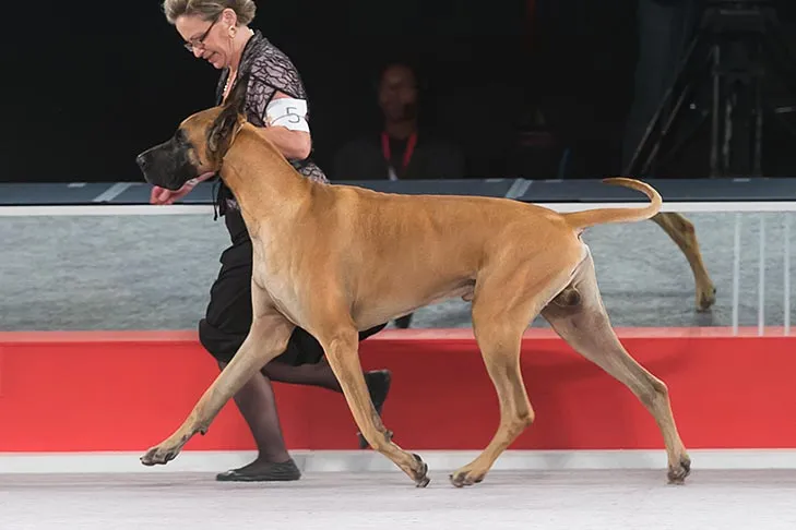 Great Dane at the AKC National Championship, showcasing its gentle giant demeanor.
