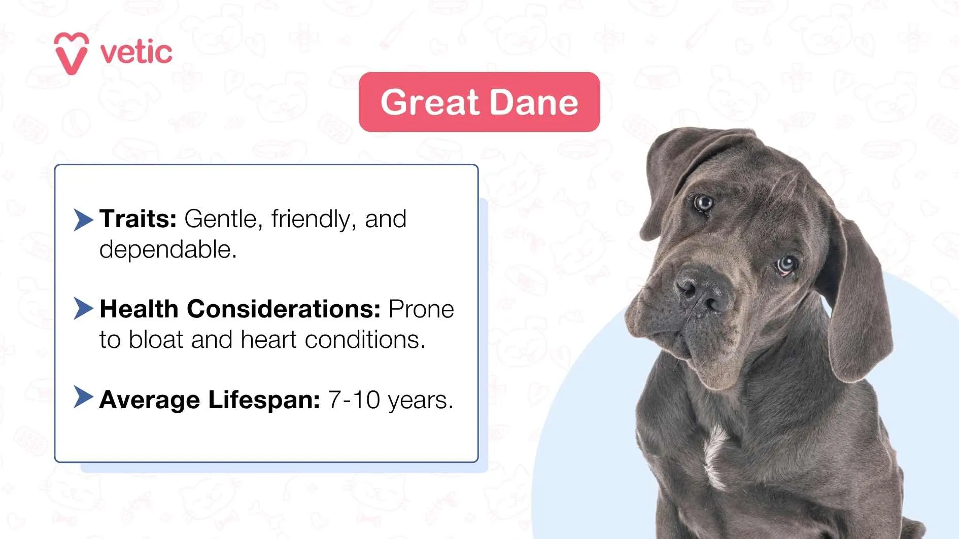 Great Dane dog lying down with its head obscured by a gray square, on a light blue background