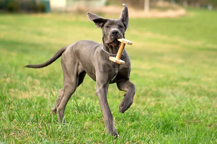 Great Dane puppy bring back an obedience dumbbell outdoors in the grass.