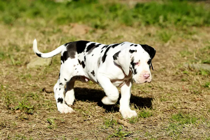 Great Dane puppy exploring outdoors.