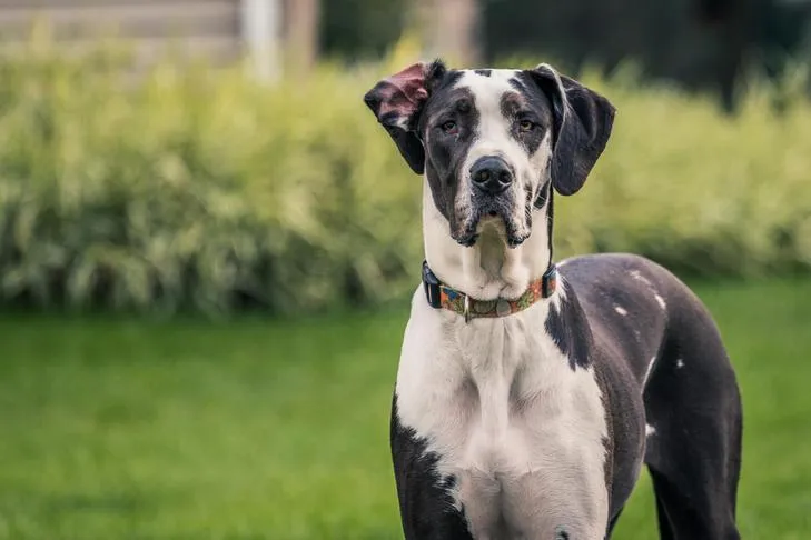 Great Dane standing outdoors in the backyard.