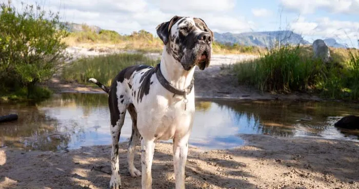 Great Dane standing tall and majestic