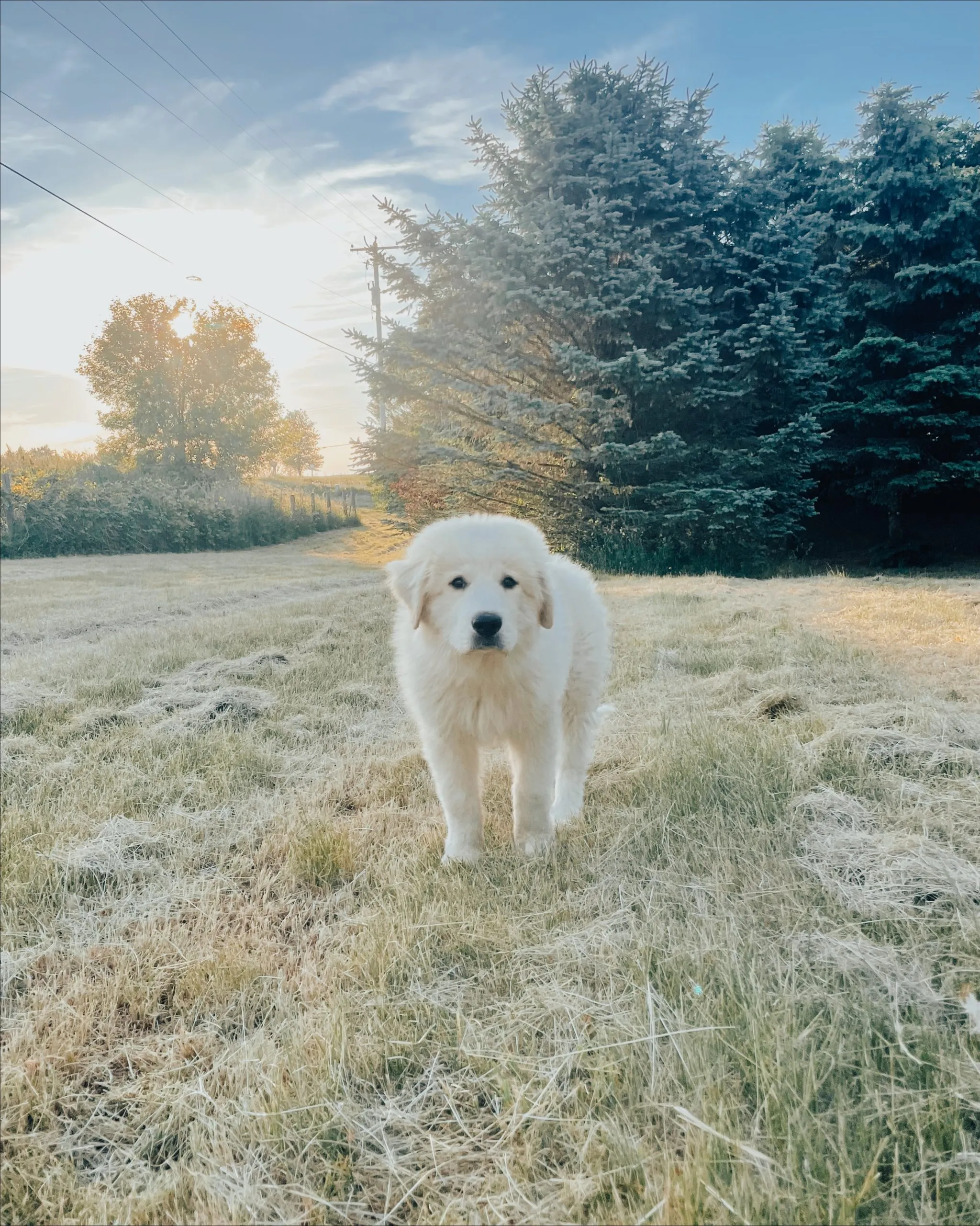 Great Pyrenees Anatolian Shepherd mix puppy playing in the grass