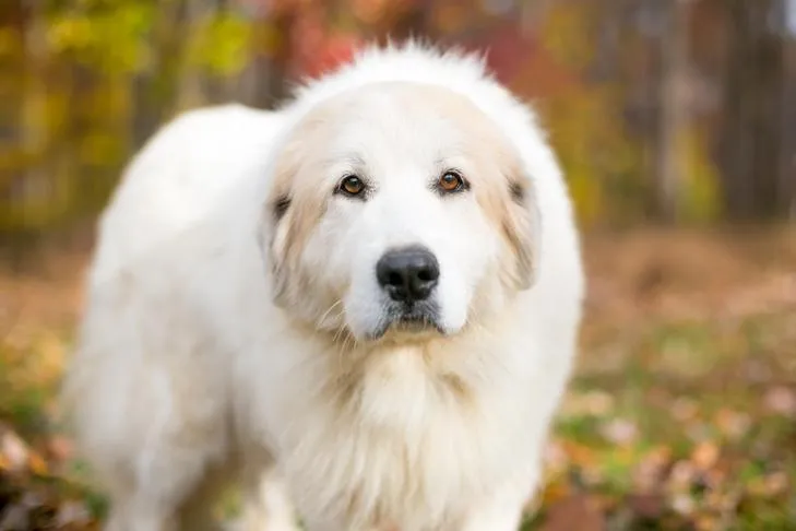 Great Pyrenees head portrait in the fall, representing its history as a livestock guardian in the Pyrenees Mountains.