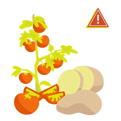 Green unripe tomatoes and raw potatoes, illustrating parts of these plants that are toxic to dogs.