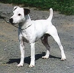 GREWCH CH Corn Row Tyler, a distinguished black and white Parson Russell Terrier, standing on a gravel driveway, showcasing its athletic build and alert posture with one prominent black ear.