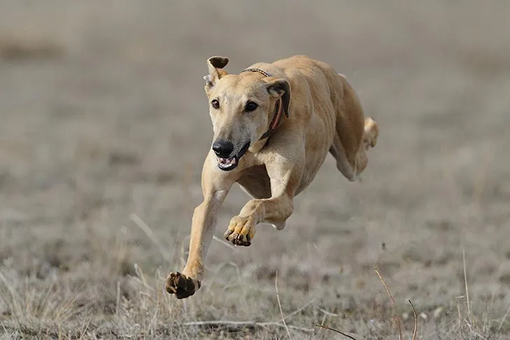 Greyhound dog