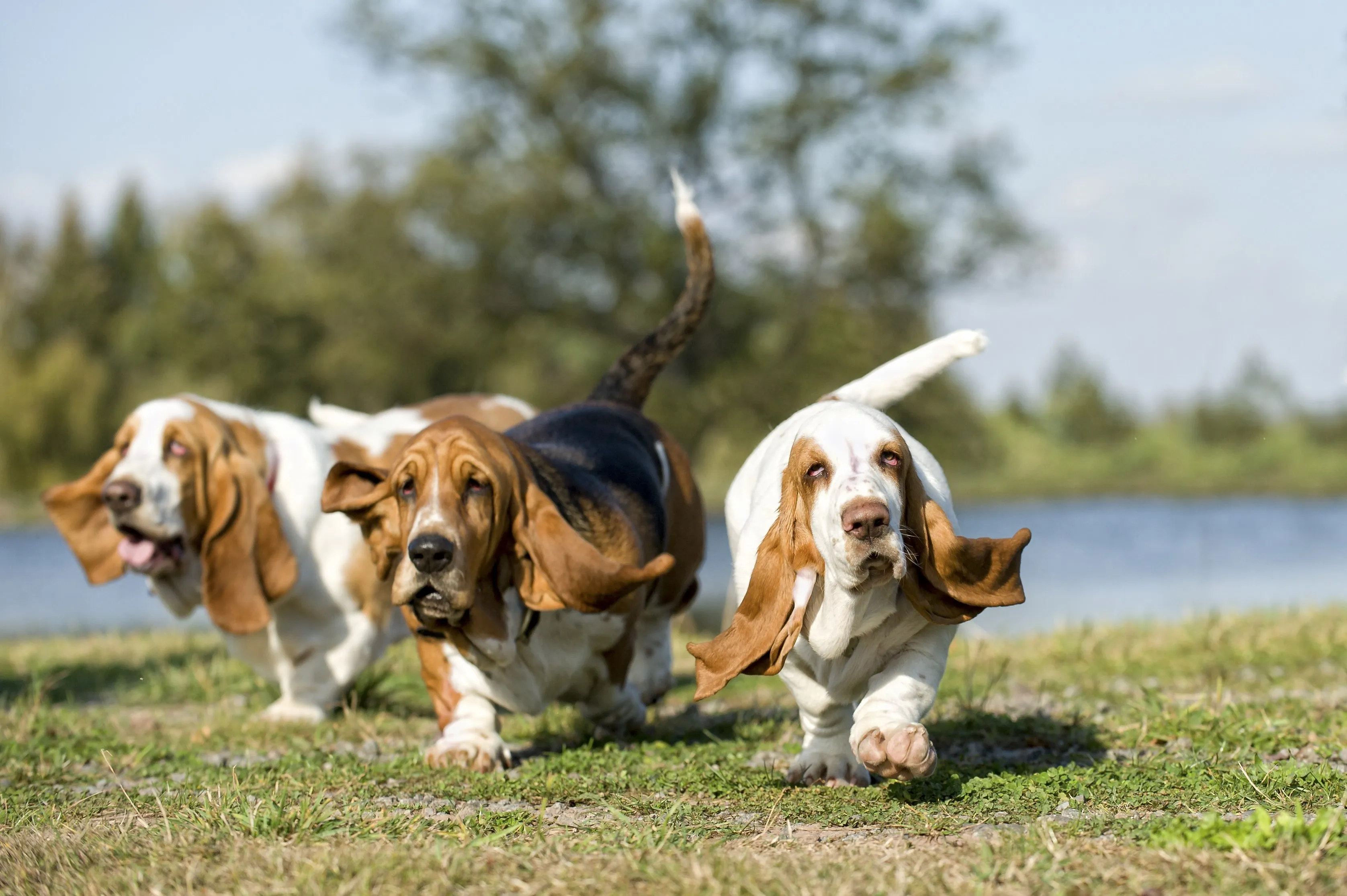 Group of Basset Hounds running across a yard