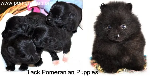 Group of black Pomeranian puppies playing together