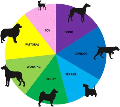 Grouping of purebred dog breeds