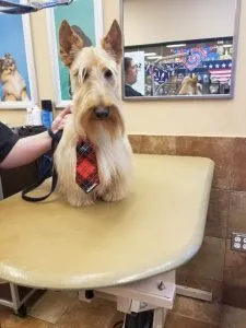 Guinness and Heather, two charming Scotties