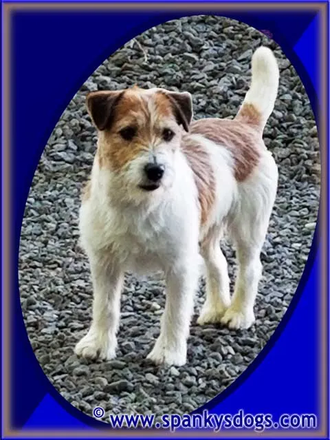 Gus, a tri-color rough coat JRT stud dog