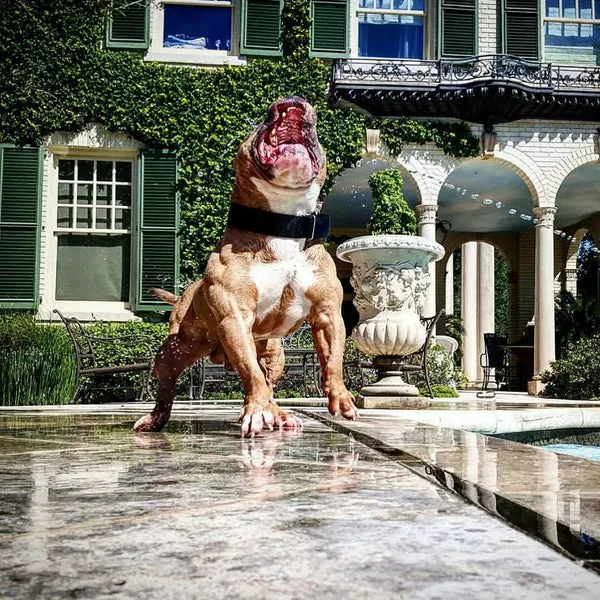 Hachi, a Bully Max sponsored dog from Mutant Made Bullies, exhibiting extreme musculature from consistent use of Bully Max products.