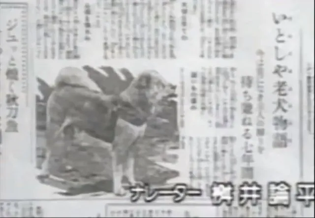 Hachiko featured in a Japanese newspaper article, highlighting his unwavering loyalty