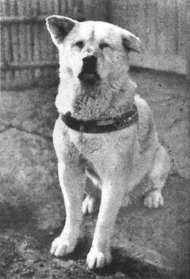 Hachiko, the famous Akita dog, captured in a historical photograph, showcasing his majestic presence.