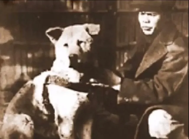 Hachiko with his loving owner, Professor Ueno, capturing the essence of the Japanese loyal dog story