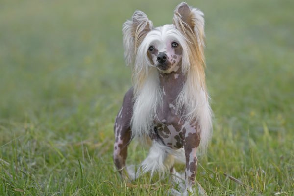 Hairless Chinese Crested dog showcasing its unique appearance.