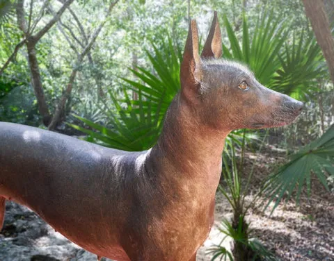 Hairless Xoloitzcuintli dog breed with smooth skin and distinctive ancient appearance