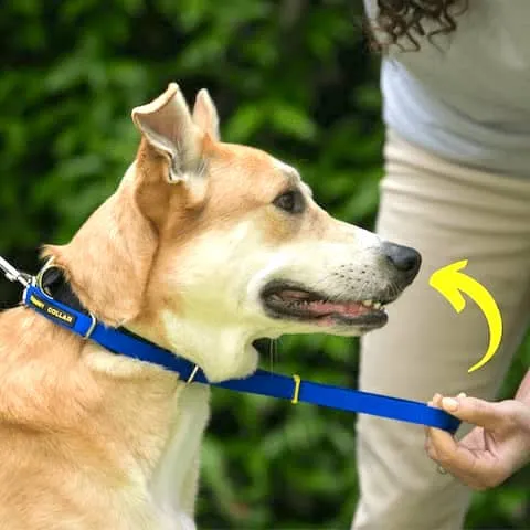 Hand guiding the Canny Collar's nose band over a dog's snout, ensuring it is not twisted