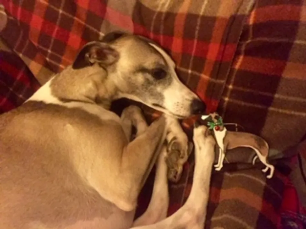 Hand-painted wooden dog Christmas decorations